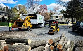 Best Tree Mulching  in Hagerstown, MD