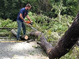 Best Tree Removal  in Hagerstown, MD