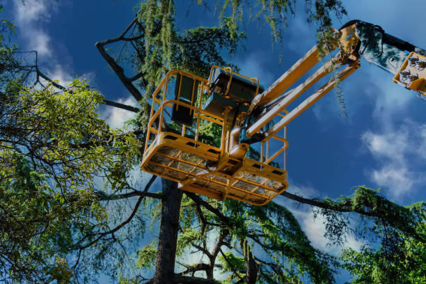 Best Arborist Consultation Services  in Hagerstown, MD