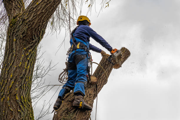 Best Tree Maintenance Programs  in Hagerstown, MD
