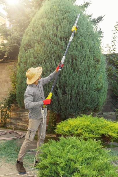 Best Leaf Removal  in Hagerstown, MD