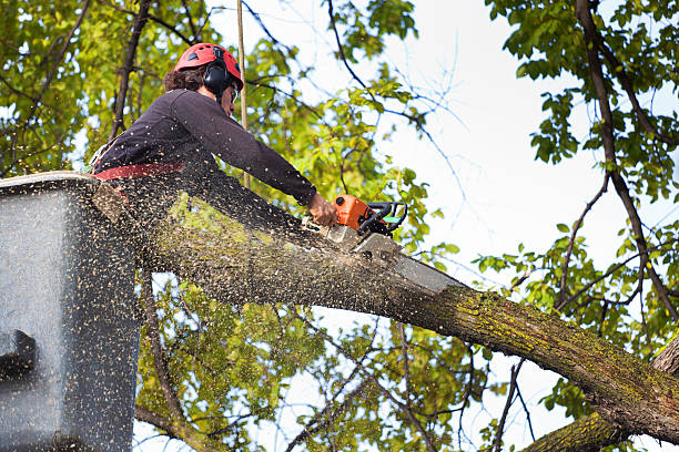 Best Tree Trimming and Pruning  in Hagerstown, MD