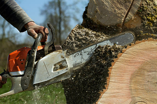 Best Lawn Renovation and Restoration  in Hagerstown, MD