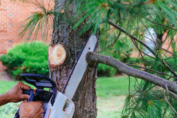 Best Utility Line Clearance  in Hagerstown, MD